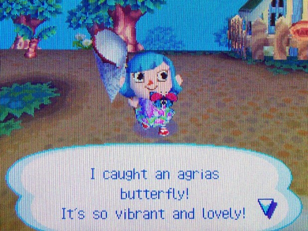 Catching a random agrias butterfly in minutes