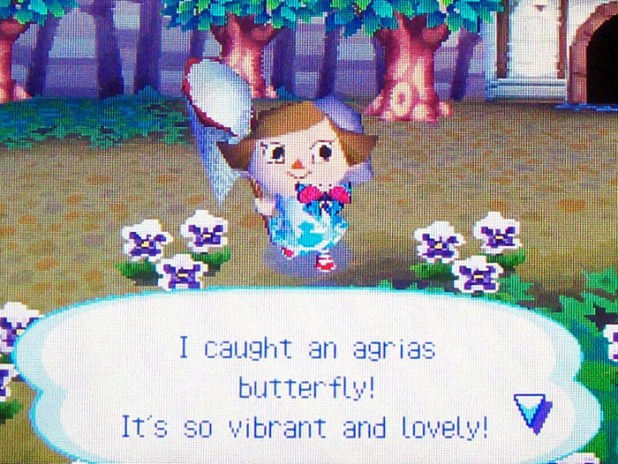 Catching an agrias butterfly