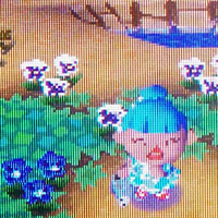 Blue pansy Blue pansy