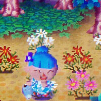 Pink cosmos Pink cosmo