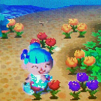 Purple tulip Purple tulip