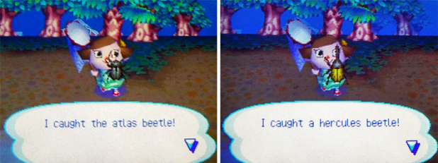 Atlas and hercules beetles