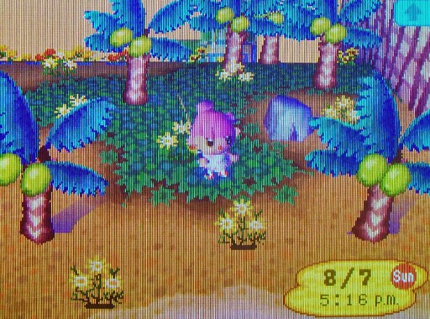 Bell fishing in the sunset