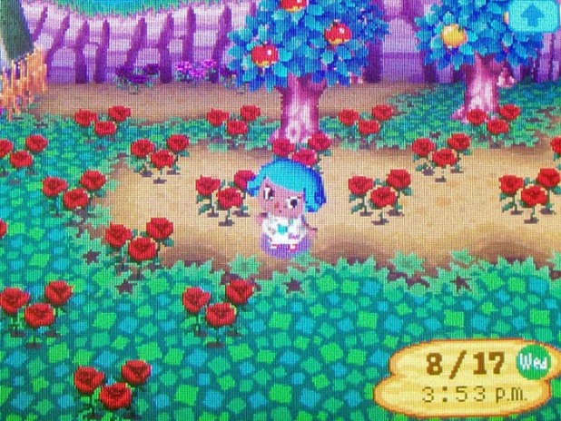 Red rose field in the north-east corner of town