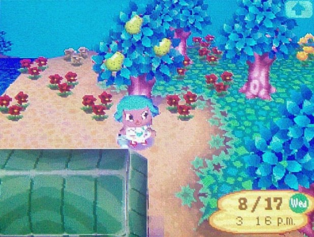 Kiki's backyard garden of red pansies