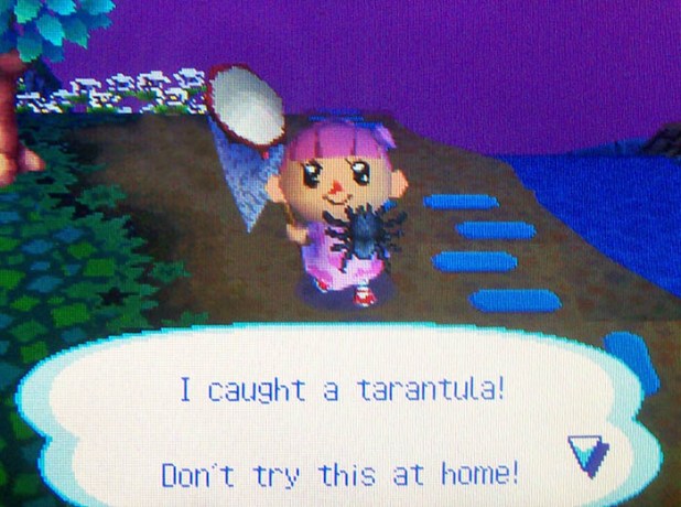 Bell catches a tarantula