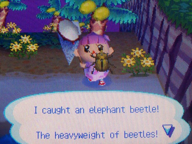 Bell catches an elephant beetle