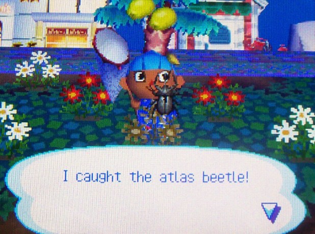Twisk catching an atlas beetle