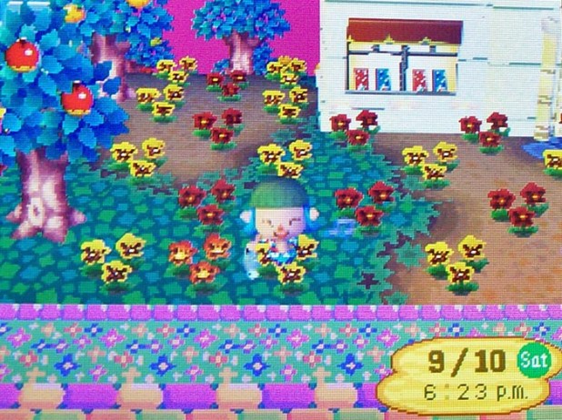 New orange pansy by Nookington's