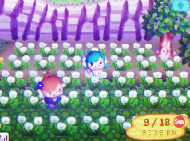 In the dandelion puff field