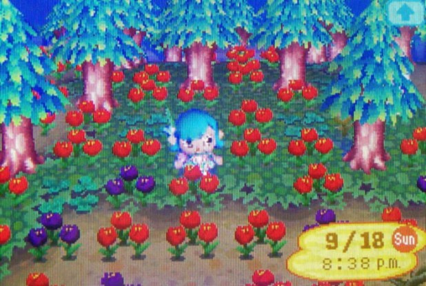 Clearing of red tulips in the cedar forest