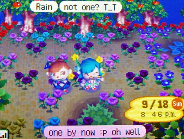 Teru's blue rose garden