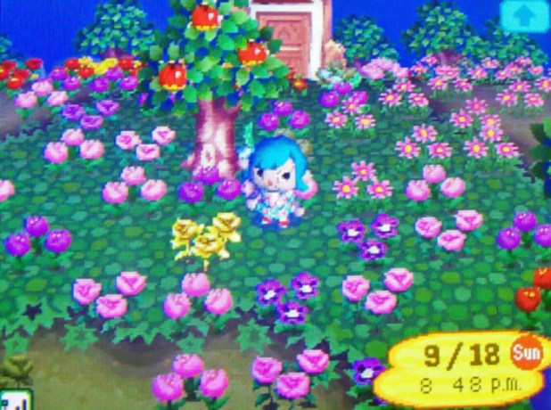 Pink and purple hybrid field