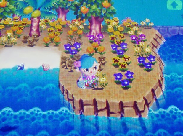 Blue pansies on the peninsula