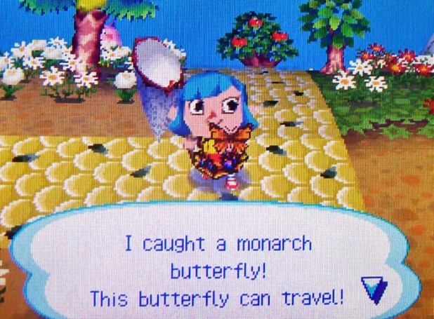 Catching a monarch butterfly