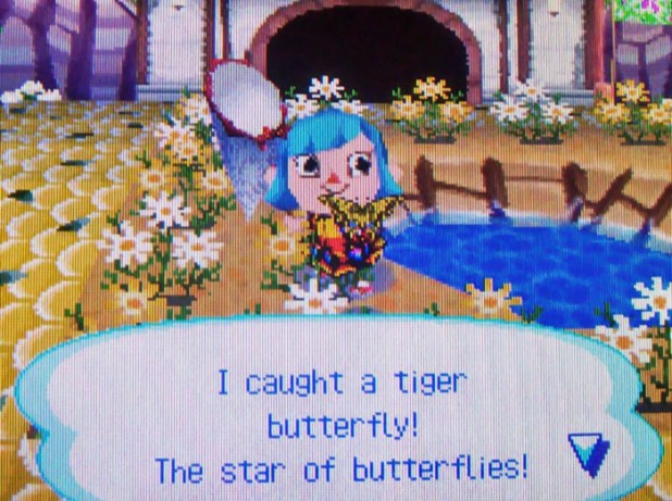 Catching a tiger butterfly