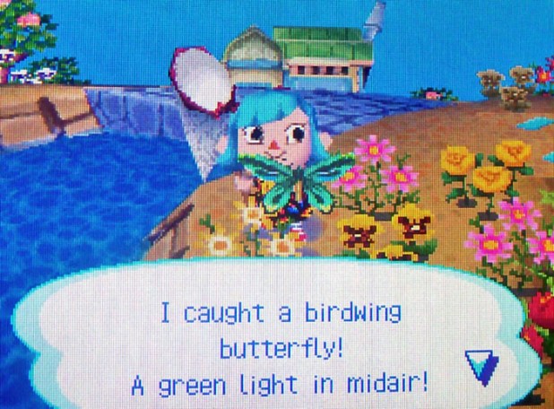 Catching a birdwing butterfly