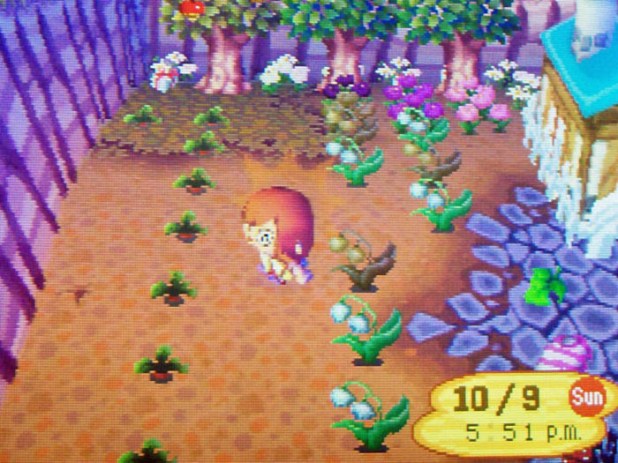 Dead red turnip farm