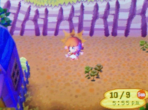 Dead flowers in my blue rose breeding area