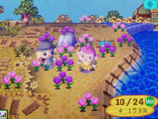 Pink and purple tulips on StarCity's island