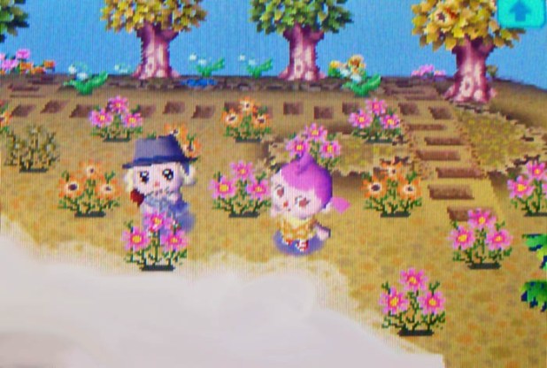 Pink and orange cosmo garden on StarCity's island