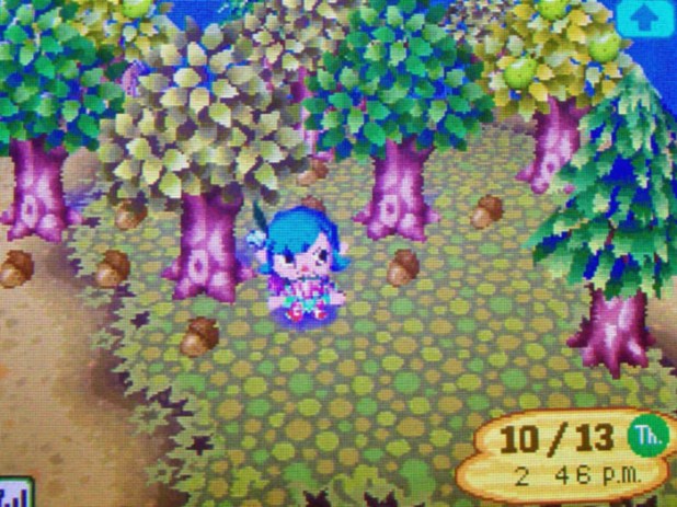 Forest of acorn trees in Rosewood