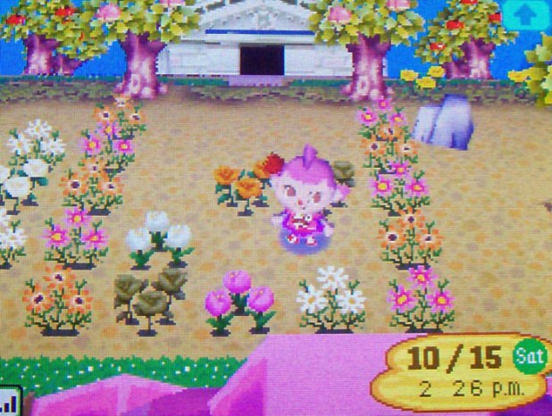 Kammile's back garden of pink and orange flowers