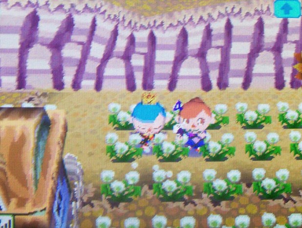 In the dandelion puff field