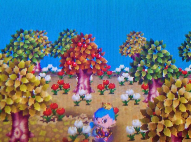 Colorful tree-tops against a blue sky