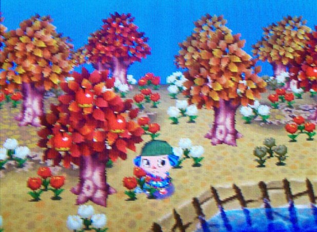 Red and orange trees