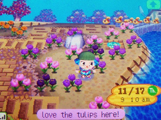 Pink, purple, and black tulips on StarCity's island