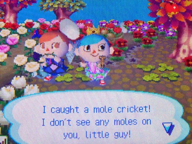 Twisk re-catching the mole cricket