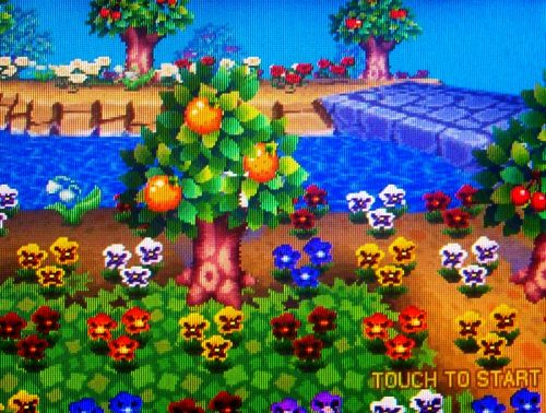 Where the pansy field meets the river